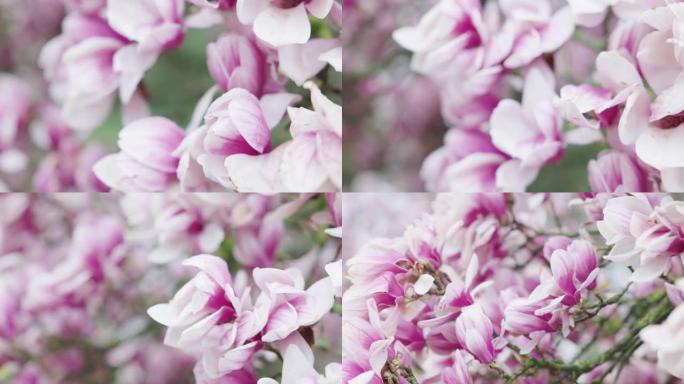 树上盛开的玉兰花的特写4k镜头