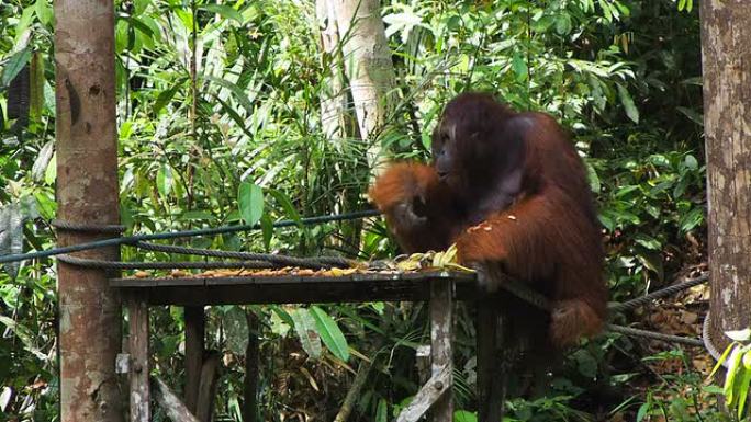 野生阿尔法雄性婆罗洲猩猩吃水果，砂拉越，东马