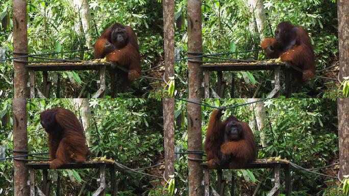 野生阿尔法雄性婆罗洲猩猩吃水果，砂拉越，东马