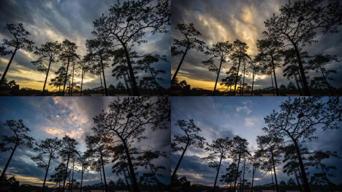 松树剪影的时光倒流与美丽的日落场景