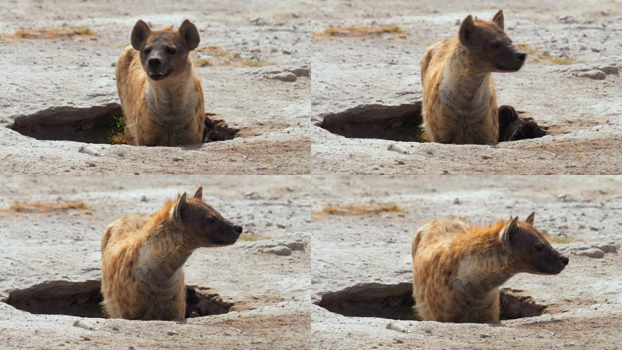 肯尼亚安博塞利国家公园，两只鬣狗幼崽从其母亲保护的洞穴中窥视，四处寻找危险