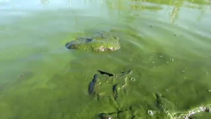 夏季受污染的杂草藻类绿色湖水