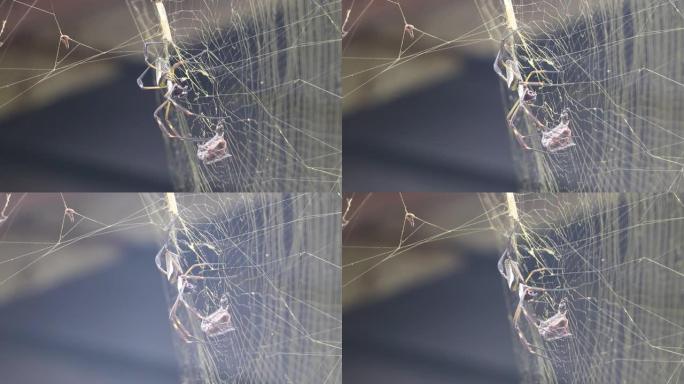 蜘蛛Nephila clavipes