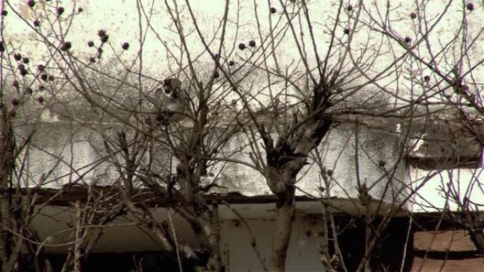 一只麻雀 (paser domesticus) 栖息在一棵干燥的树后面的砖石房屋的山脊上。