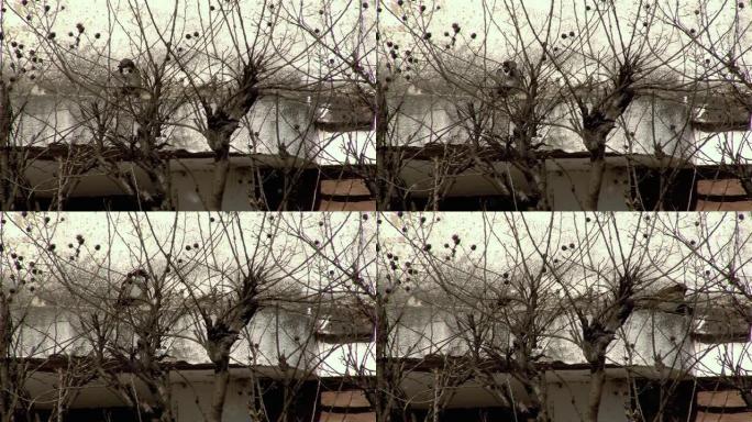 一只麻雀 (paser domesticus) 栖息在一棵干燥的树后面的砖石房屋的山脊上。