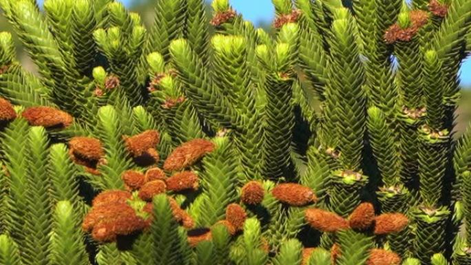 Araucaria树枝的细节，也是常绿的针叶树或猴尾树，有粗大的锋利的针，靠近阿根廷和智利之间的边界