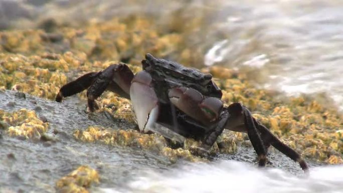 螃蟹在水冲刷岩石时进食