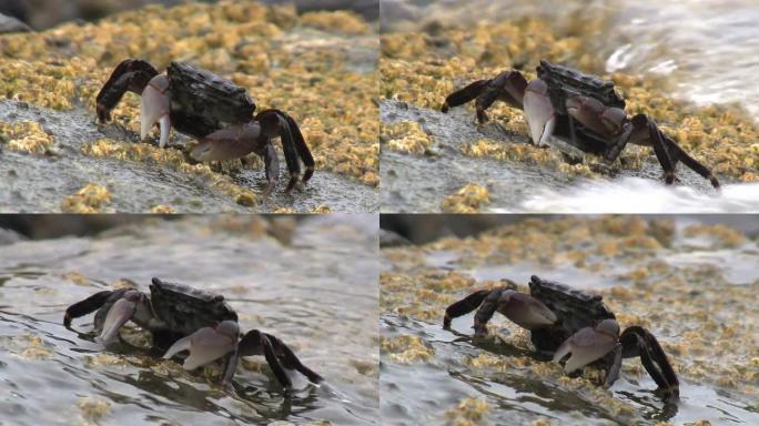 螃蟹在水冲刷岩石时进食