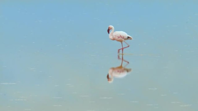 雄伟的火烈鸟在浅水中行走，低着头，倒影创造了美丽的镜子效果，肯尼亚安博塞利国家公园