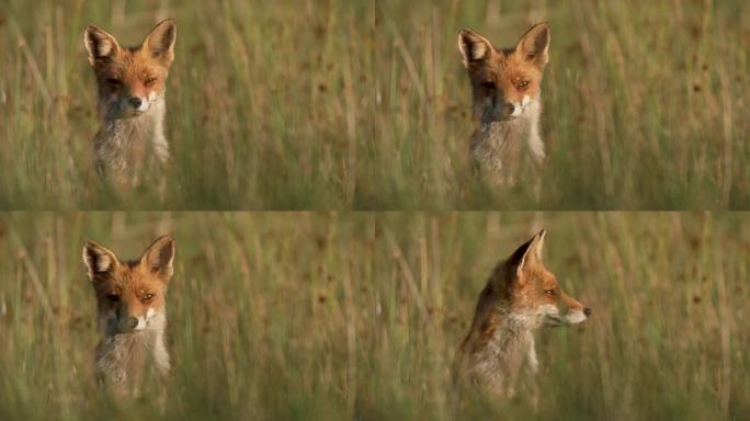 在草地上看着相机的狐狸的肖像