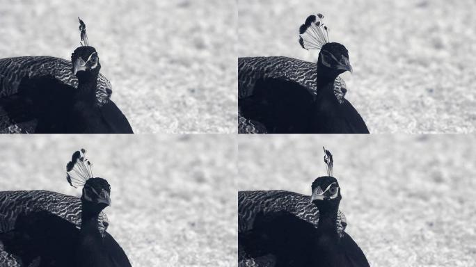 红外线动物群: 躺在草地上的孔雀