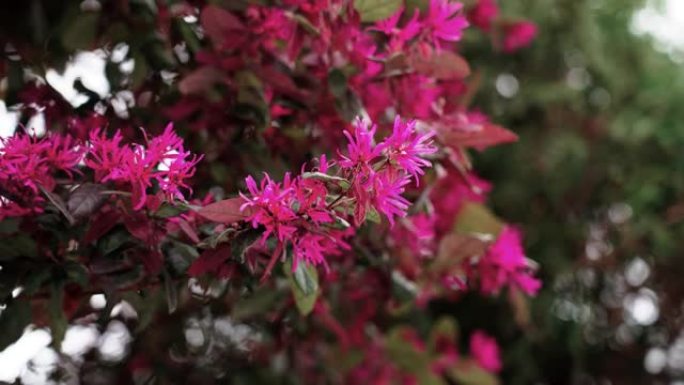 中国花灌木。粉色花朵