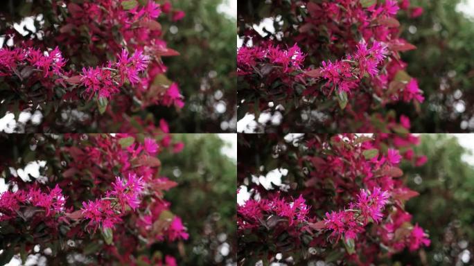 中国花灌木。粉色花朵