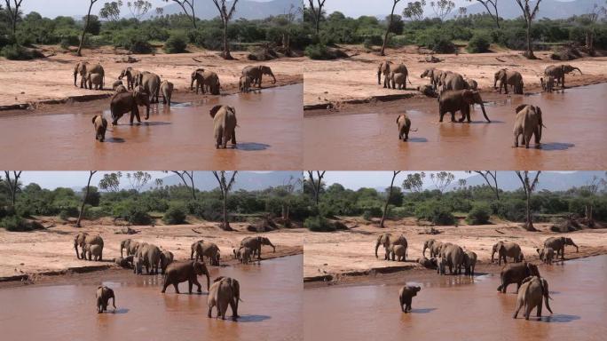 许多大象在河里玩得很开心。