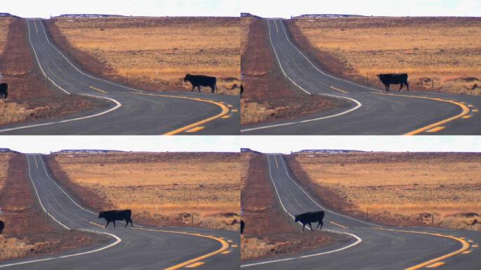 在偏僻的地方过马路的牛