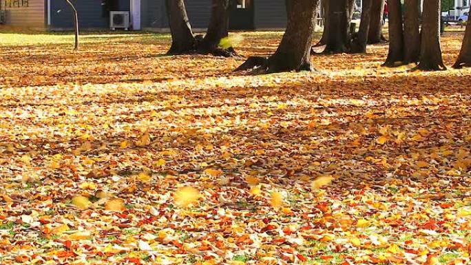 飘落的秋叶在风中，新西兰箭镇