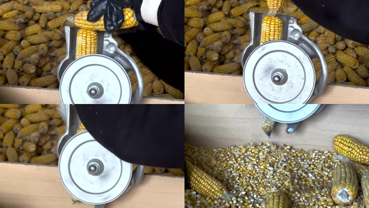 生产自制玉米粒