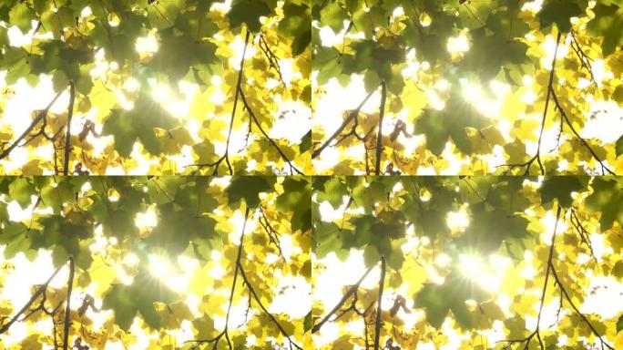 阳光在秋叶中闪烁