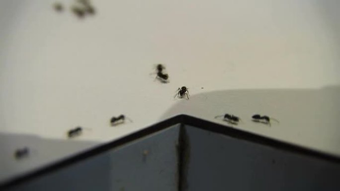 蚂蚁侵扰高清
