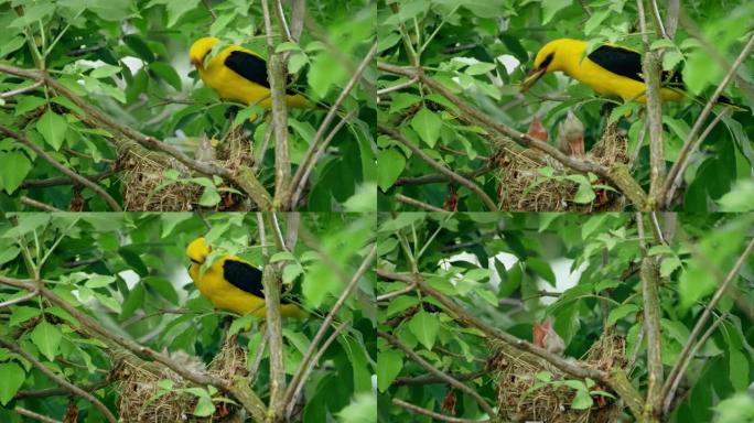 欧亚金黄鹂鸟在被绿叶包围的巢穴中喂养婴儿的特写镜头