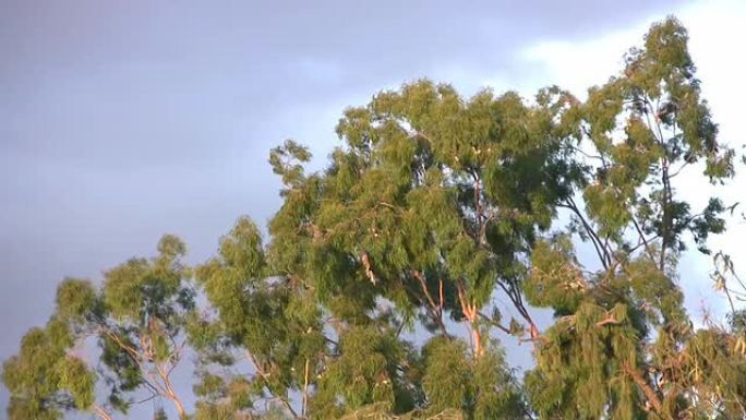 风中的高树 -- 高清