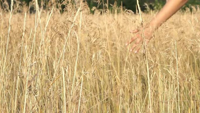 夏季田野中一个女孩手触摸小麦的特写