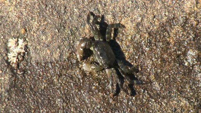 螃蟹在岩石边觅食