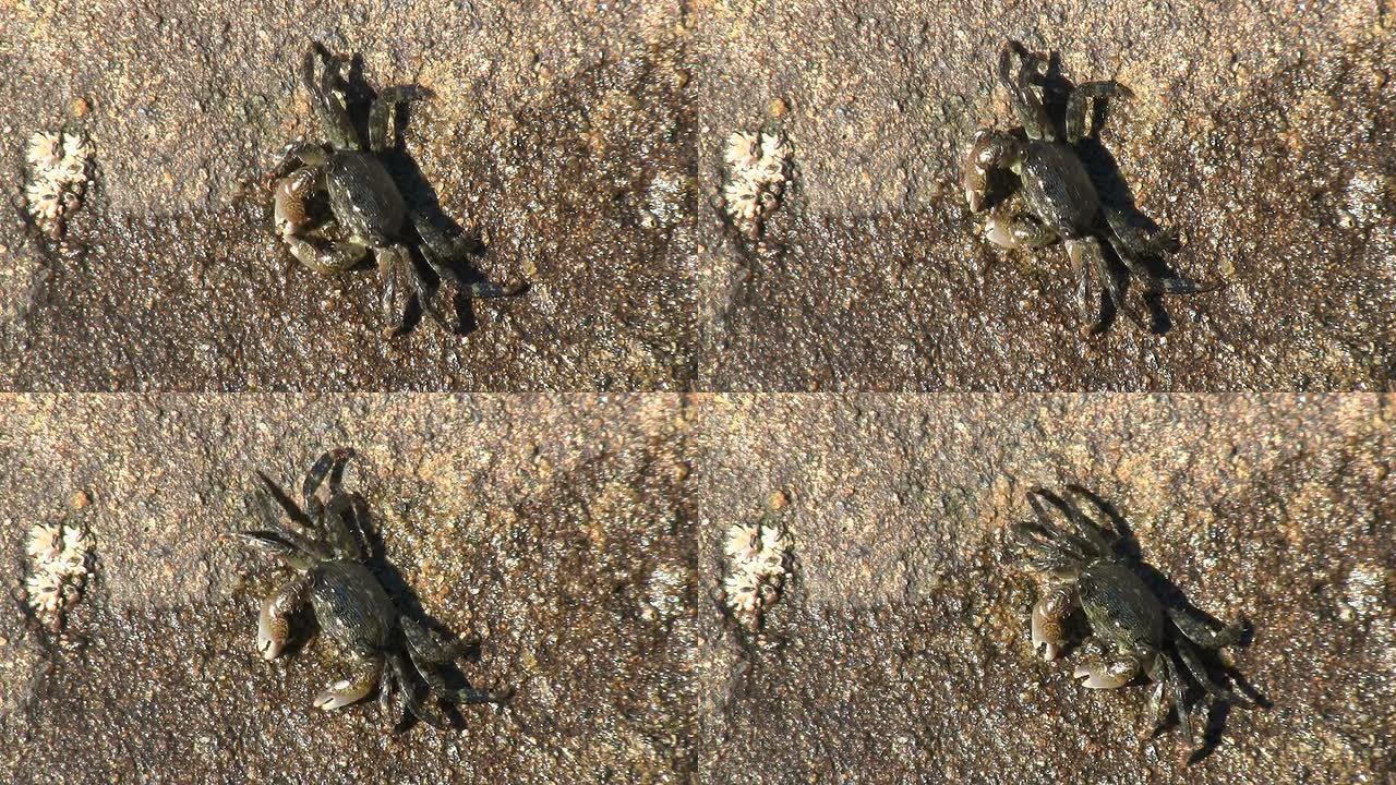 螃蟹在岩石边觅食