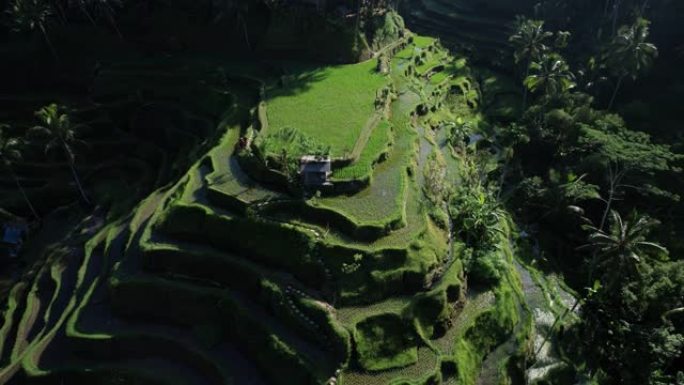一座低山丘陵地带有阶梯状的稻田，空中摄像机飞来飞去