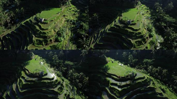 一座低山丘陵地带有阶梯状的稻田，空中摄像机飞来飞去