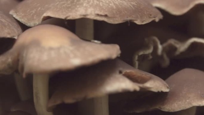 许多假蜜环菌蘑菇生长在森林的树桩上。