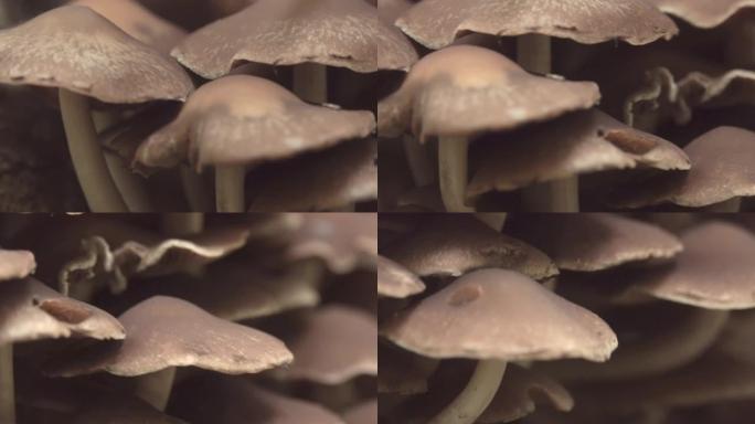许多假蜜环菌蘑菇生长在森林的树桩上。