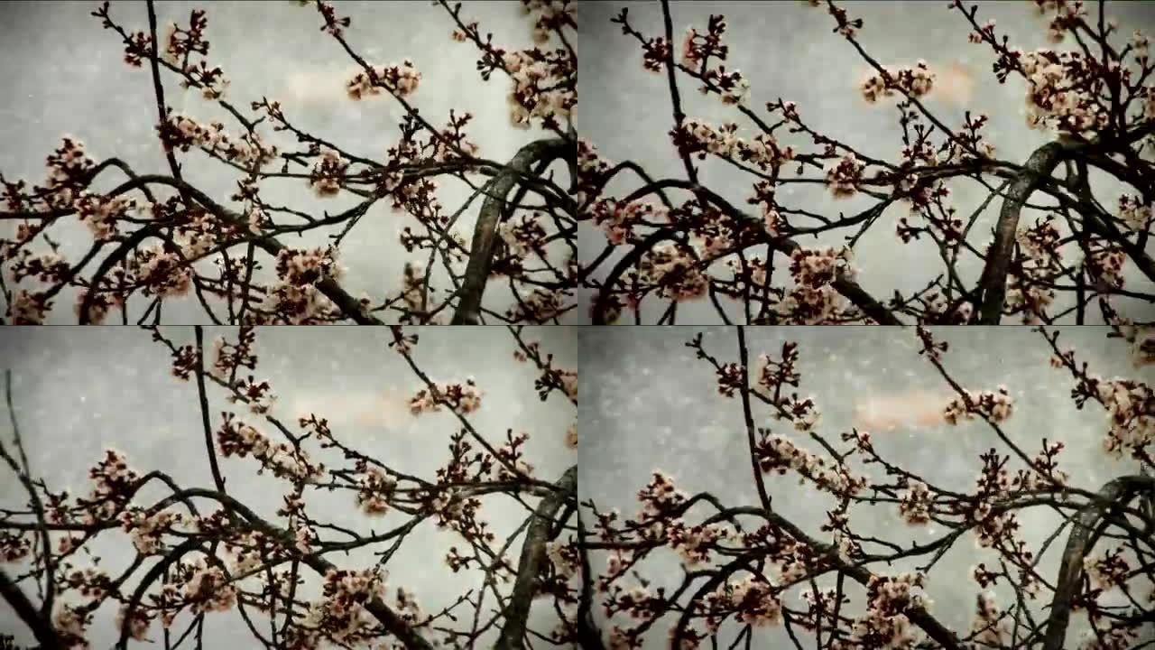 春天的暴风雪与樱桃树