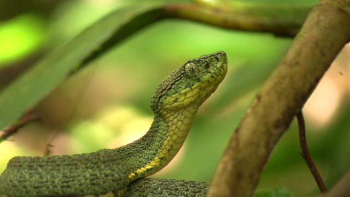 两条纹森林pitviper (Bothriopsis bilineata) 引人注目