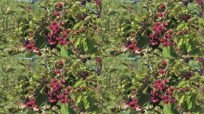 成熟的黑莓 .. 黑莓种植园，带有叶子的树枝上的黑莓