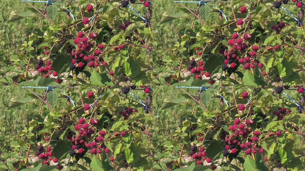 成熟的黑莓 .. 黑莓种植园，带有叶子的树枝上的黑莓