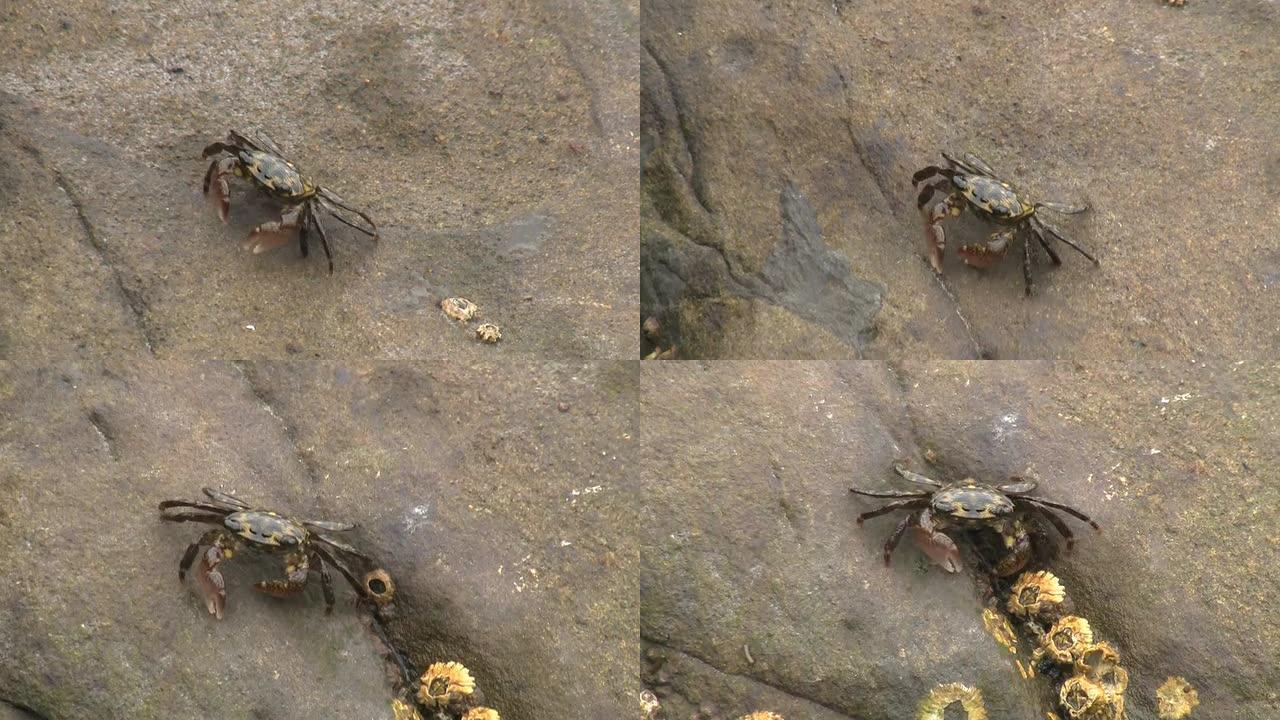 螃蟹在岩石的一侧行走