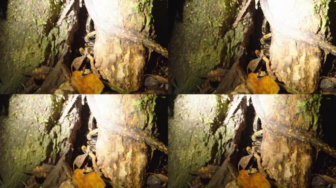 大蜘蛛在树干的藏身处。粗毛的腿。在哥斯达黎加的野生动物中观看动物