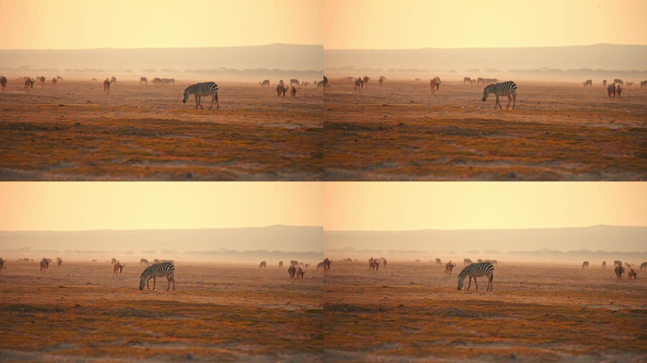 肯尼亚安博塞利国家公园日落时，在干燥的草场上，一群放牧的牛羚，斑马在前面