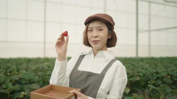 亚洲年轻女子在温室里采摘草莓的肖像。有机。健康的生活方式。可持续的生活方式。看着相机。