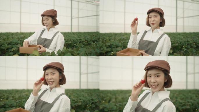 亚洲年轻女子在温室里采摘草莓的肖像。有机。健康的生活方式。可持续的生活方式。看着相机。