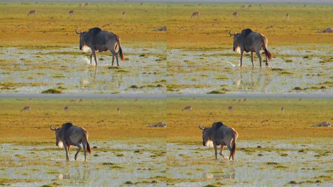 肯尼亚安博塞利国家公园黎明时分，牛羚涉水穿过沼泽湿地的慢动作镜头