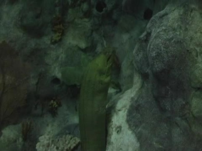 绿色鳗鱼