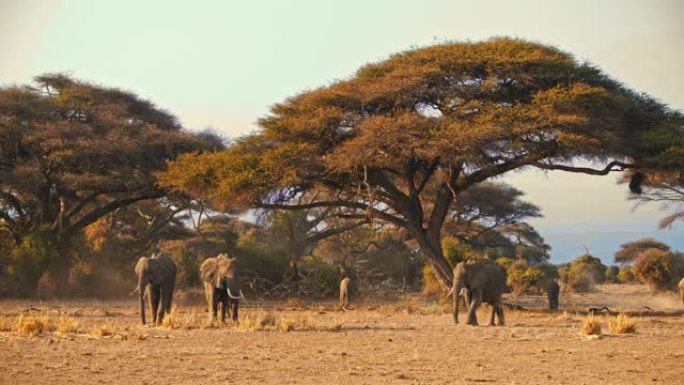 经过漫长的一天旅行后，雄伟的大象群在金色的大草原景观中的相思树下休息，肯尼亚安博塞利国家公园