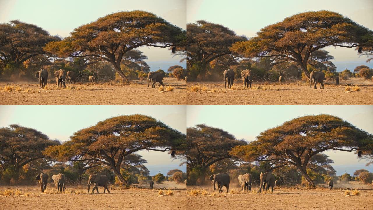 经过漫长的一天旅行后，雄伟的大象群在金色的大草原景观中的相思树下休息，肯尼亚安博塞利国家公园