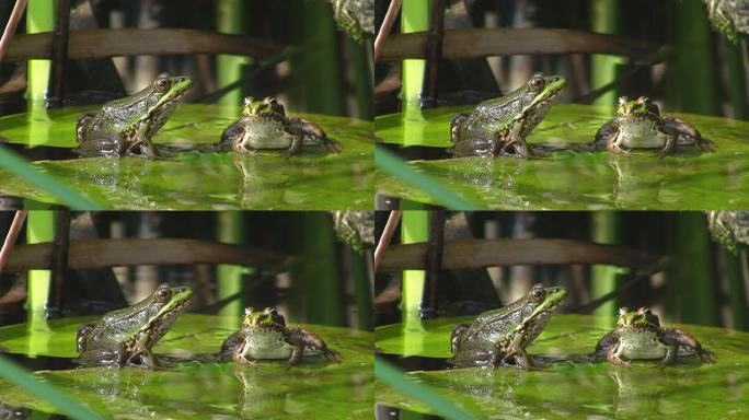 青蛙坐在睡莲上
