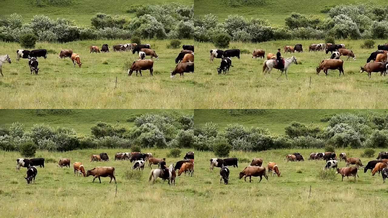 牛和牛。