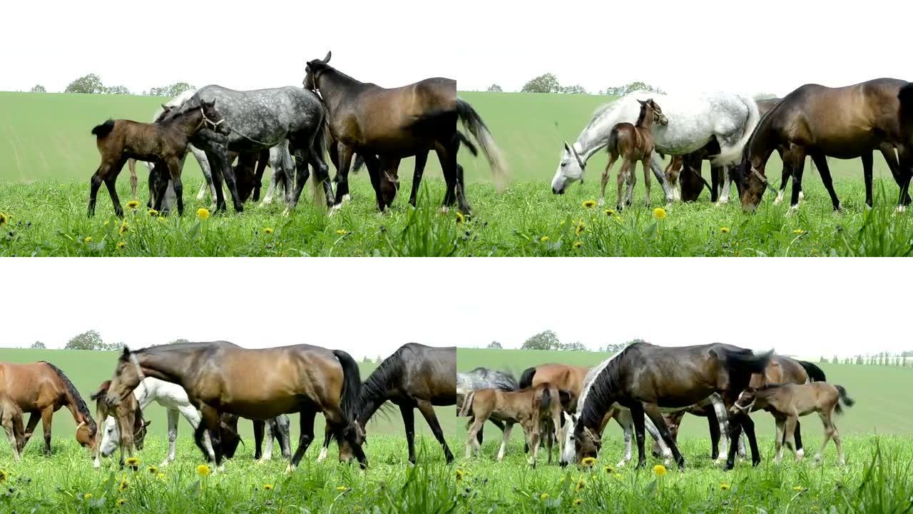 草地上的暖血母马和小马驹