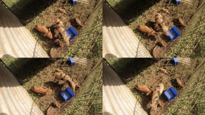 两只小猪的俯视图仍然被拍摄出来，在非常简单的可怜的人做的栅栏笼子里，蓝色的喂食盒在阳光明媚的草地上遮