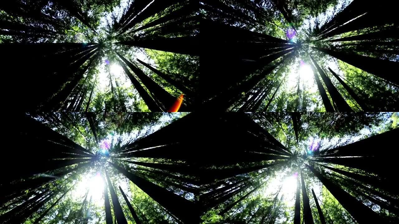 通过巨型红杉树的高角度视角